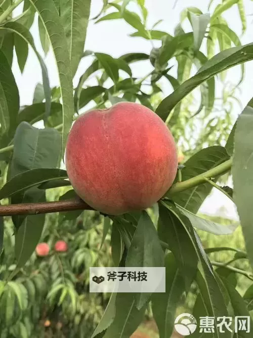 最新上市正宗水蜜桃1430.5,鲜甜多汁品质保障图1