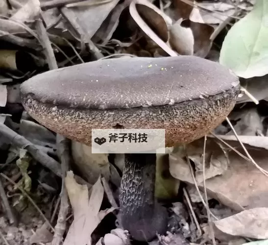 神秘紫黑色蘑菇头顶开花缝:自然奇观的隐秘奥秘图1