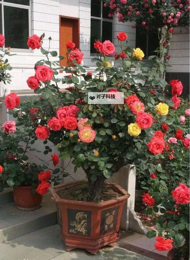 花满唐怎么双开、多开？花满唐双开助手工具下载安装教程图2