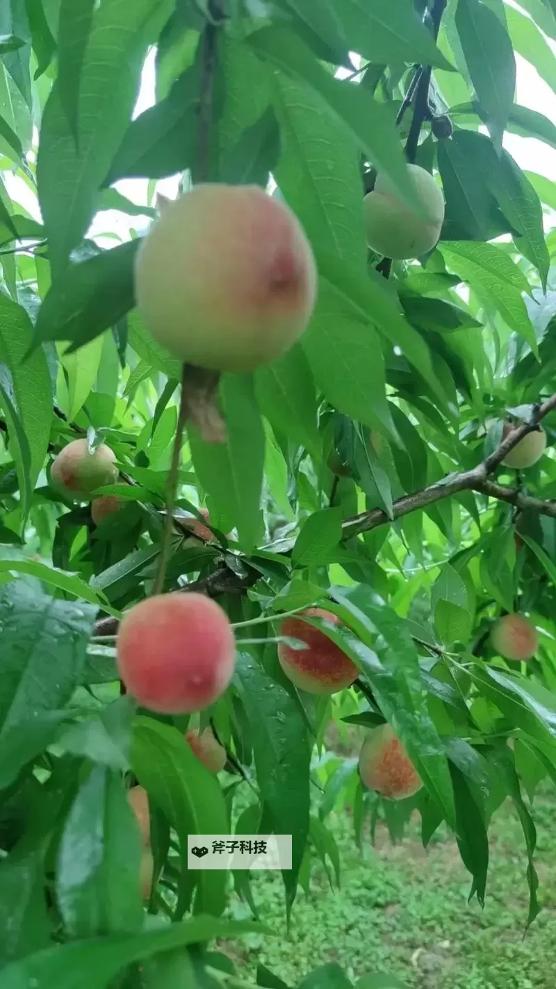 桃子视频全集免费观看:最新在线观看入口全攻略图1