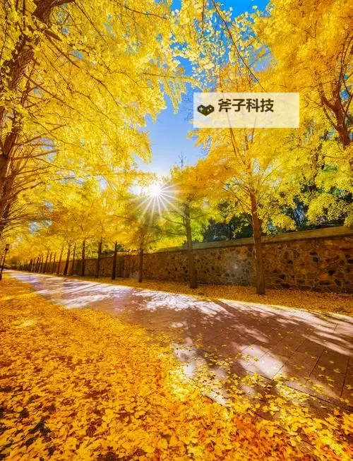 高清在线观看:中文字幕乱码在线人视频完整解析与观看指南图1