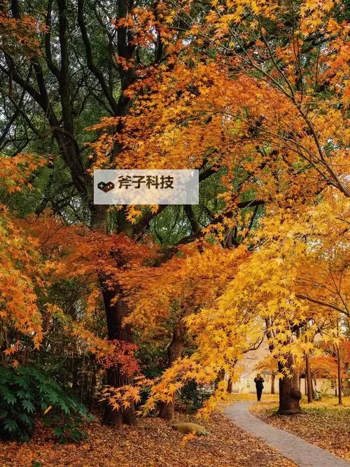 高清在线观看:中文字幕乱码在线人视频完整解析与观看指南图2