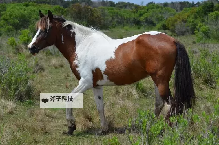 探索最新的ZOOM动物马:创新设计与特色亮点解析图1