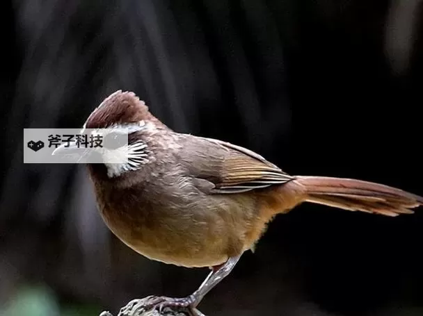 探索无限精彩:4080影院无码带你畅享高清电影体验图1