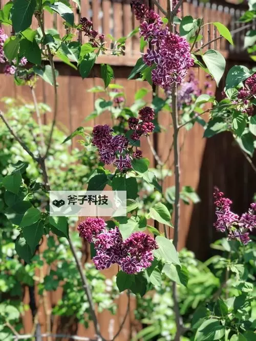 探索精彩人生——尽在五月丁香久久图1