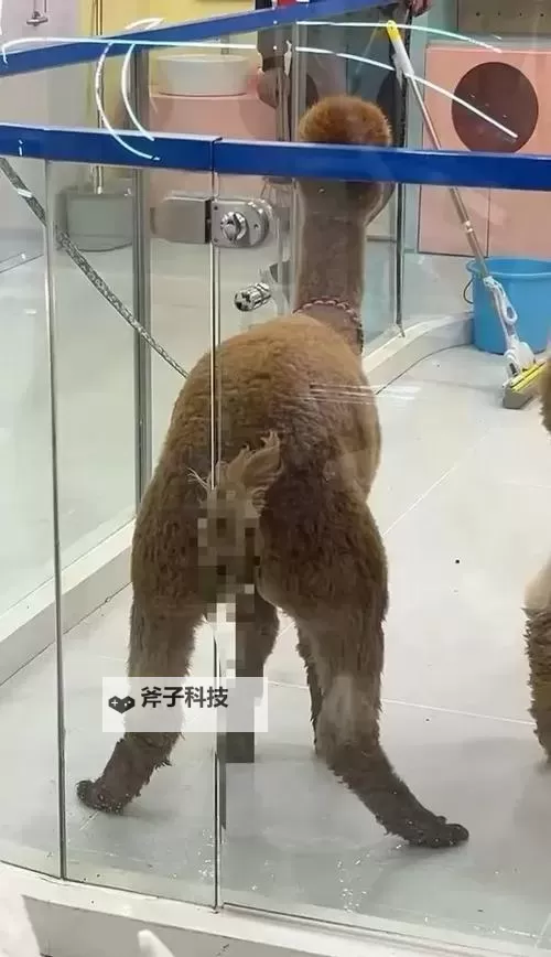 不要啊尿了:感人瞬间背后的温情故事图1