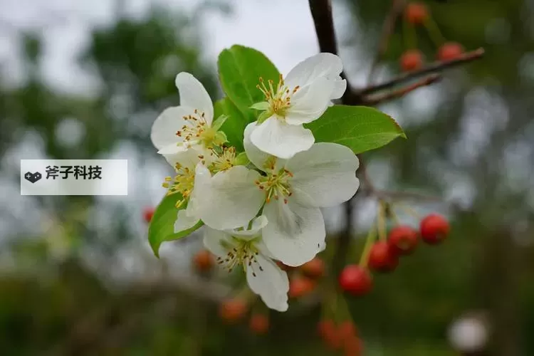 优质RB灌溉JY系统助力海棠高效成长体验图1