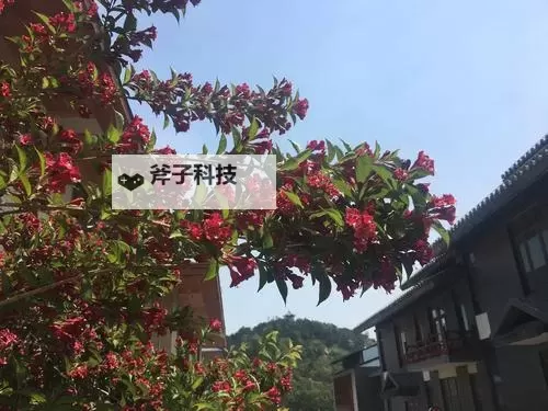 岳的毛太浓:隐藏在坚韧背后的自然之美图1