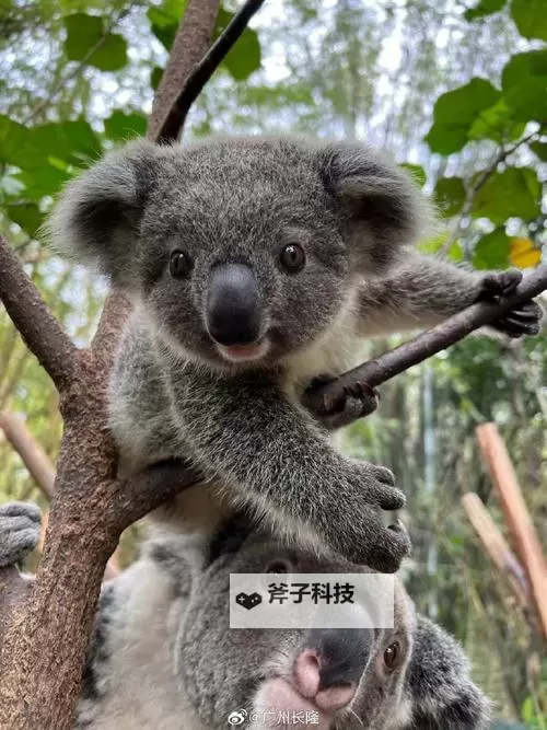 《怪物猎人世界》黑角及古龙大小金刷法图1