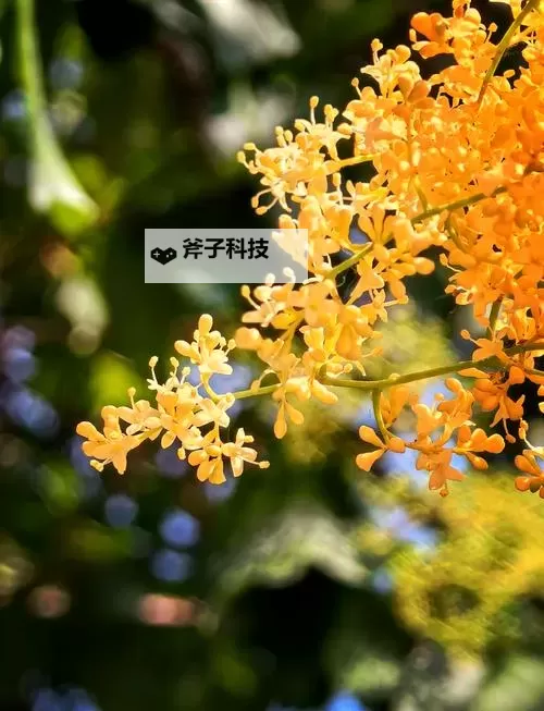 五月丁香综合六月激情:夏日狂欢的激情盛宴图1