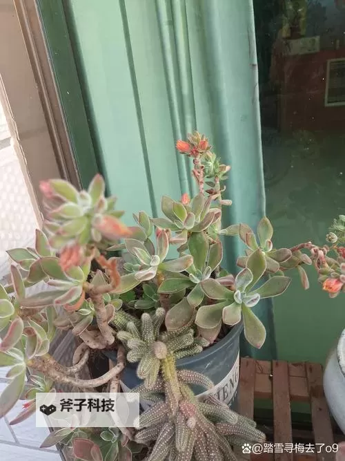 【深度解析】整篇都是车的多肉1V3比P：车迷玩家的策略宝典图1