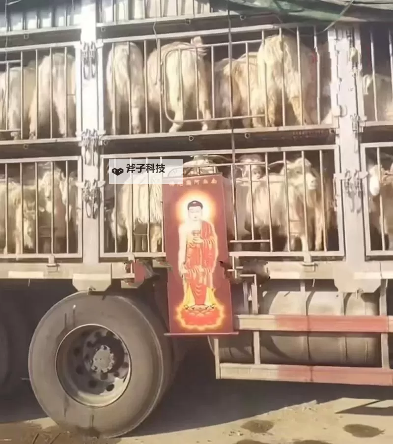 中年男女站在载羊货车旁要求放生 引发动物保护关注图1