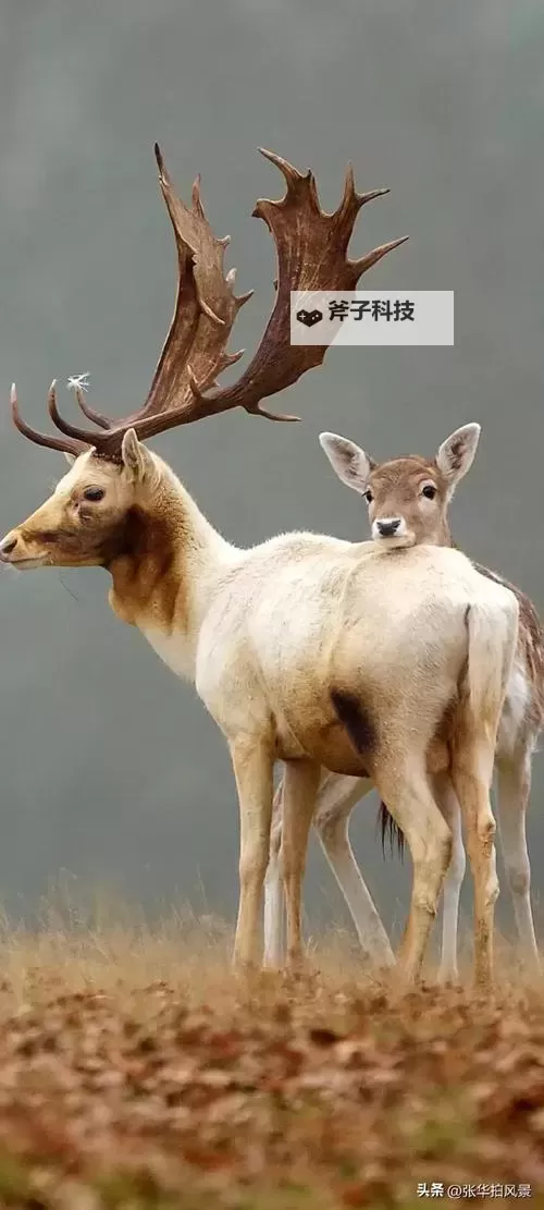 《饥荒》韦伯生存技巧与春夏季BOSS打法攻略 韦伯生存注意事项图1