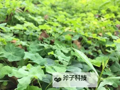 九草视频在线免费看看:畅享优质内容的最佳平台图1