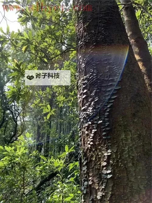 探秘奇境：最新仙踪林视频-欢迎您带你踏上童话森林之旅图1