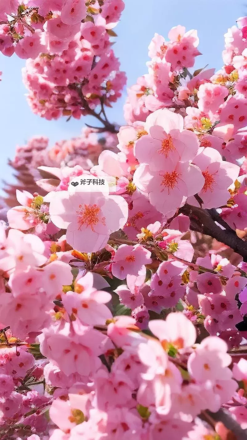 浪漫樱花高清免费观看下载：樱雨下的初恋与春日誓言图1