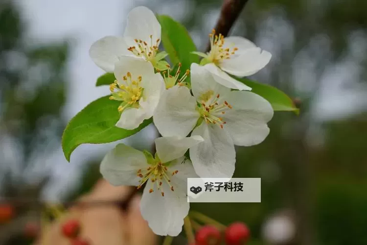 优质RB灌溉JY系统海棠：智慧灌溉引领花境新风尚图1