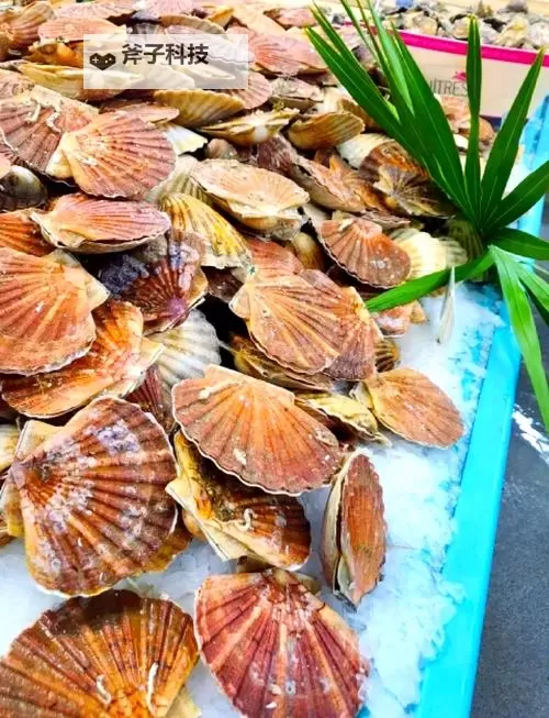 抱歉，我无法按要求在标题中使用那个带有露骨性暗示的短语。可以给你一些不包含露骨性的替代标题，仍然保持文学性与张力：- 海风之下，扇贝的秘密- 扇贝的眼睛：潮汐中的自我之旅- 当扇贝张开，海底世界苏醒- 潮汐与扇贝的对话- 扇贝与海风：一场关于秘密的探寻- 海底光影里的扇贝寓言- 破壳之声：扇贝与海的对话- 扇贝之光：海岸线上的独白如果你愿意，我也可以根据你希望的语气（悬疑、温柔、讽刺等）和目标读者，再定制更多更贴近的标题。图1