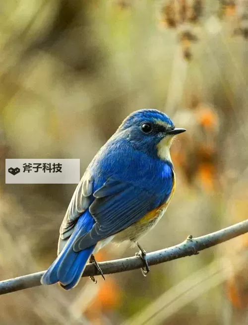 《夺宝奇兵古老之圈》花园里的蛇谜题解法 花园里的蛇谜题怎么解图1